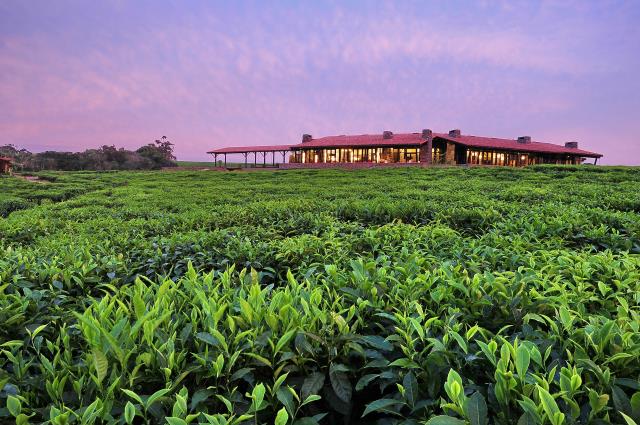 One&Only a pensé ce premier resort rwandais comme une oasis de luxe dans la forêt de Nyungwe,