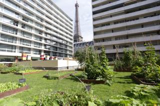 Locavorisme, environnement, team building… Le potager du Pullmann Paris Tour Eiffel poursuit...