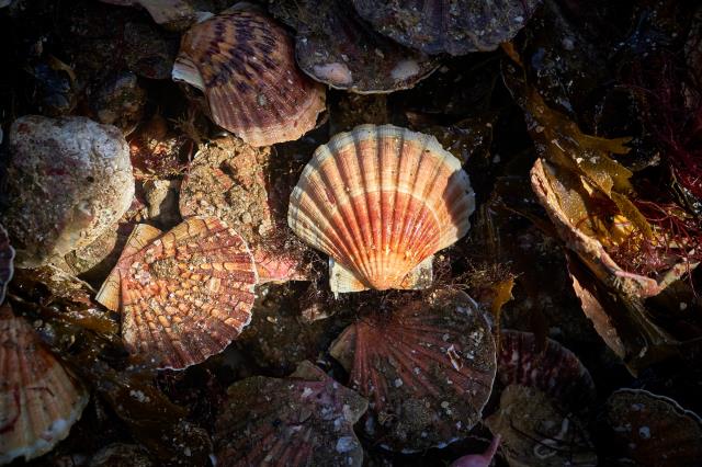 Les coquilles Saint Jacques de Saint Brieuc sont désormais à la vente pour les professionnels de la restauration.