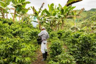 Nespresso accompagne plus de 150 000 familles de cultivateurs, les formant à des pratiques agroforestières.