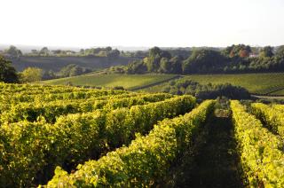 paysage des côtes de Bordeaux