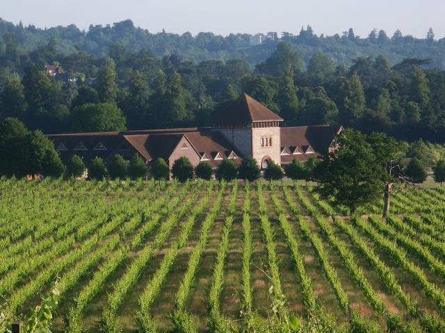 Denbies wine estate