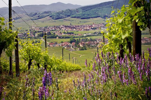 Vue du vignoble de Vincent Fleith, en Alsace.