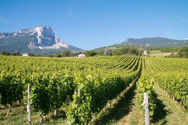Le Mont Granier et le vignoble d'Apremont.