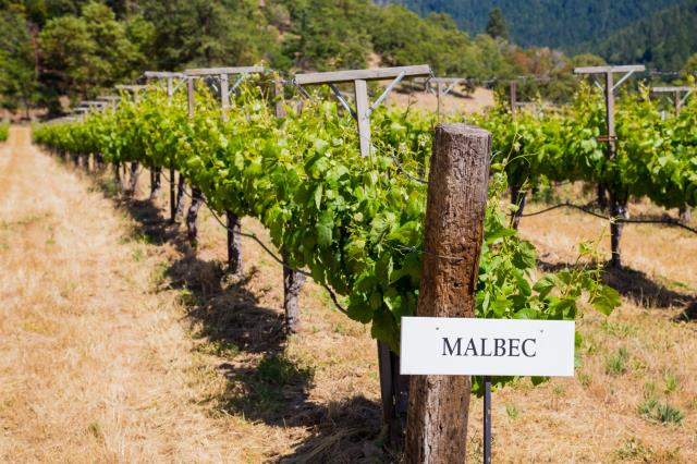 En Argentine, le malbec occupe plus de 10 000 hectares.