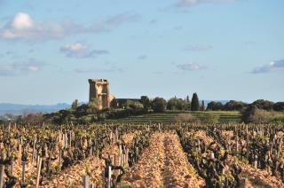 Chateauneuf du Pape vignoble et château