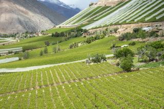 Vignoble chilien.