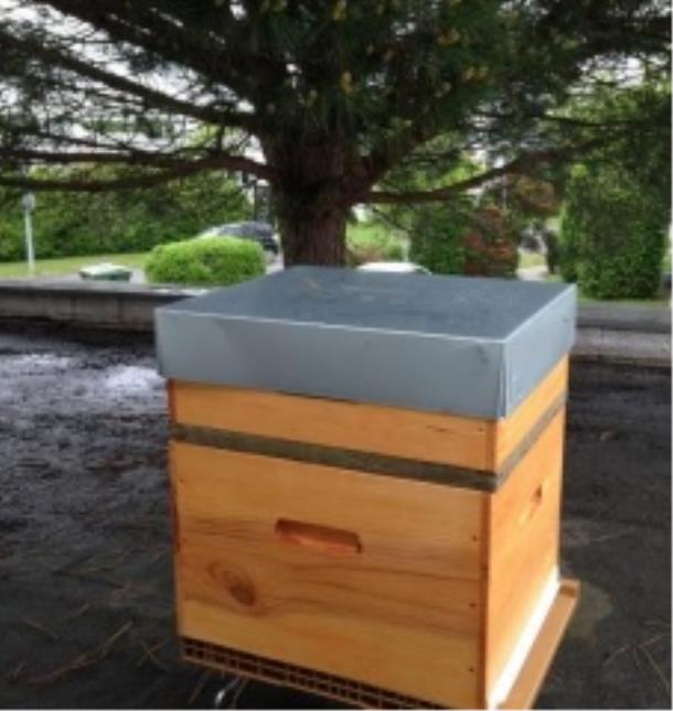 Class'croute se mobilise pour préserver les abeilles.