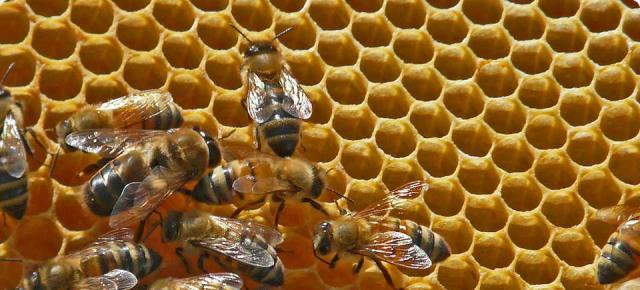 Symbole de la biodiversité, l'abeille en butinant participe à la pollinisation de plus de 80% des plantes à fleurs.