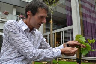 Jean Daniel Hering présente les premières grappes du plant de vignes.