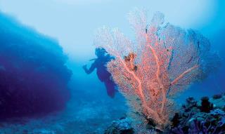 Les eaux maldiviennes sont un paradis pour les plongeurs expérimentés ou pour ceux qui font leur...