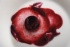 Une recette de Pierre Gagnaire, restaurant Pierre Gagnaire aux Airellles, Courchevel (73) : Betterave rouge & fruits rouges