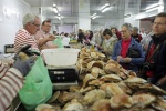 11e édition du festival des coquillages et des crustacés